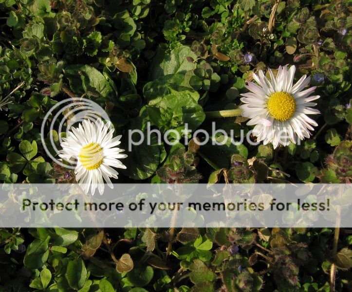 img_1095-qpr_zps1dc458ab.jpg